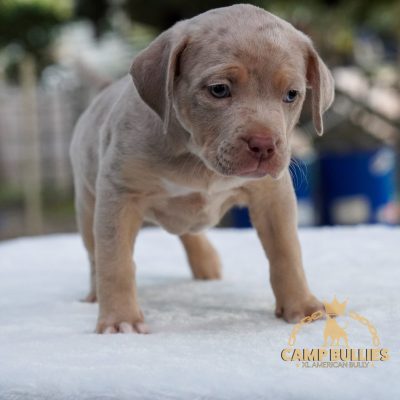 8C28141D-ED47-43D4-858E-6FE3B5301B9B Lilac tri merle female