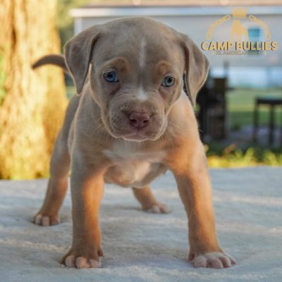 8F8D6736-369C-41E3-9A2D-D6AE19A6CD51 Lilac tri Merle female