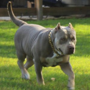 xl american bully outside running in grass