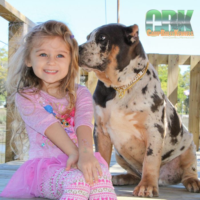 little girl with her xl american bully puppy