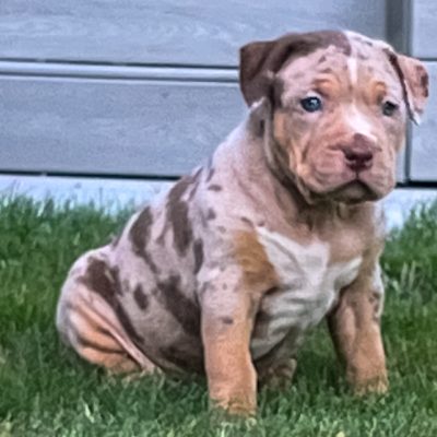 A3980FE7-9AE0-47B9-B32A-51BC6307D7A5 Sapphire- chocolate tri merle female