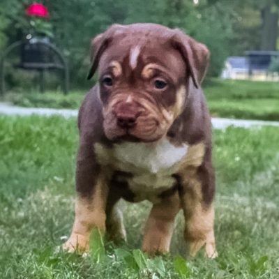 A871AAE1-3391-46E9-9E6F-140CB7F6786D Ruby - Chocolate Tri Female