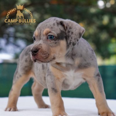 B2D9C28A-CC6E-4A00-93C8-9CC7E5A55C5A Blue tri merle male