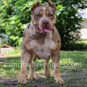 chocolate tri merle xl bully