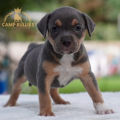 C8207AAD-D8FE-413A-A9E4-3089D515A41A Blue tri female