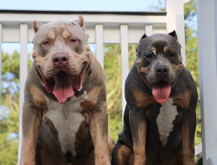 Caona Bully Kennels 2023, XL American Bully Puppies