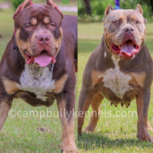 xl bully puppies for sale
