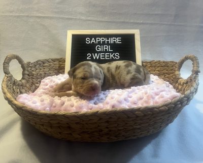 CHOCOLATE TRI MERLE