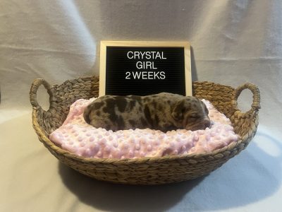 CHOCOLATE TRI MERLE