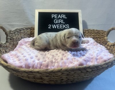 LILAC TRI MERLE