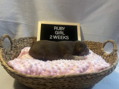 CHOCOLATE TRI