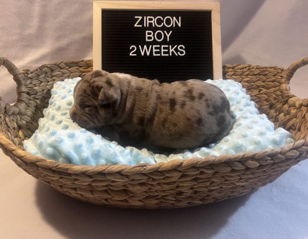 CHOCOLATE TRI MERLE