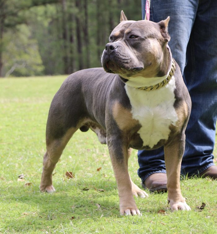 XL American Bully standing outside grassy area spring