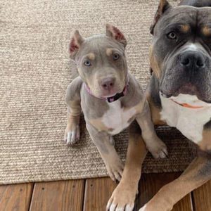 XL American Bully dog and puppy in house on floor