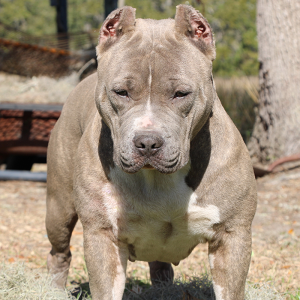 XL American Bully outside in yard standing in grass
