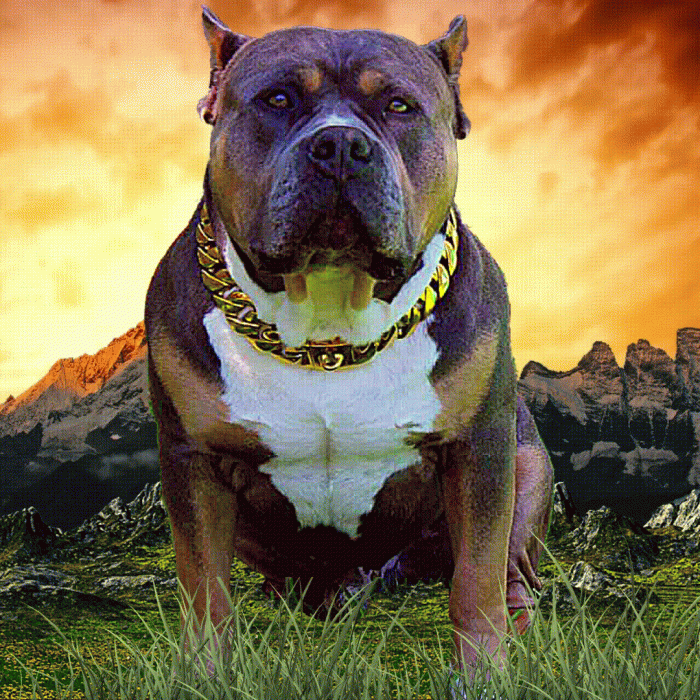 Xl American bully outside in grass sunset cloudy sky