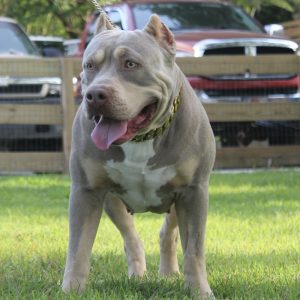 xl american bully standing outside in grass