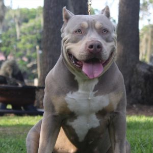 xl american bully standing outside in grass