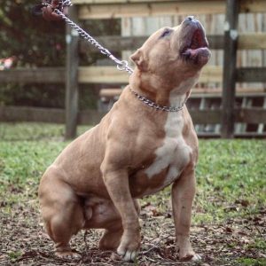 xl american bully standing outside in grass yard