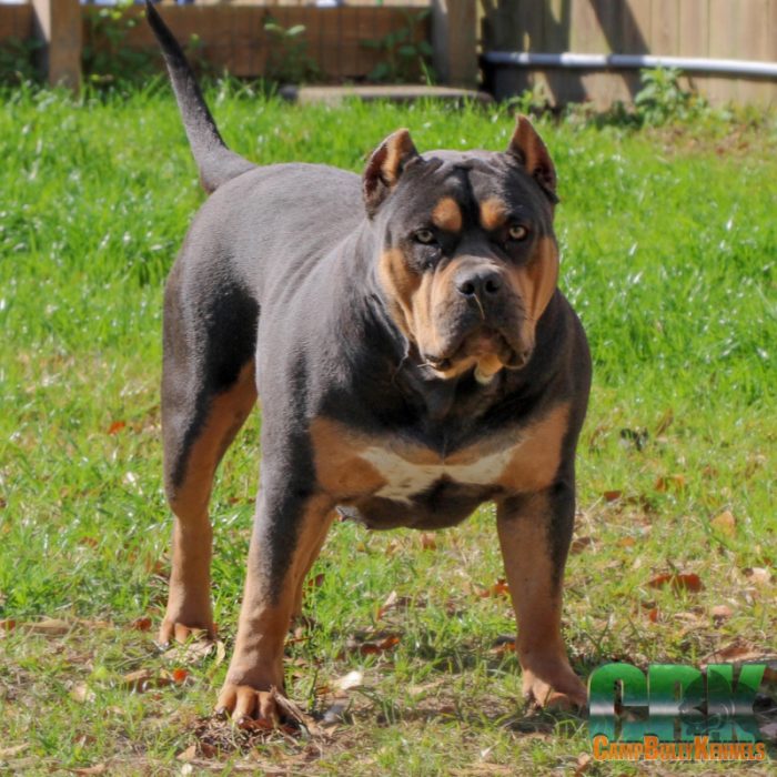 XL American Bully outside in yard standing in grass