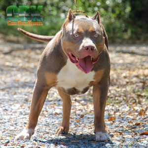 american bully xl dog outside mouth open