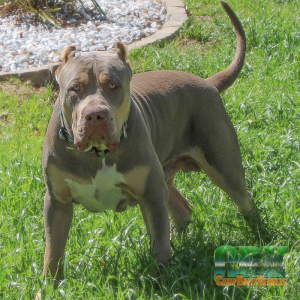 american bully xl outside grass