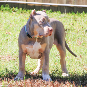 american bully xl dog outside in grass standing