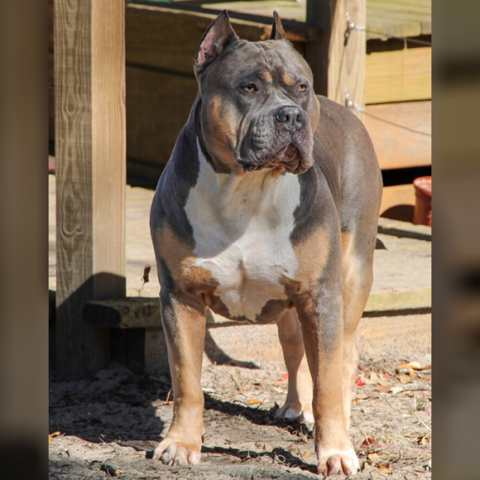 XL American Bully outside in yard standing