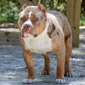 tri merle bully puppy outside park table pavement gravel