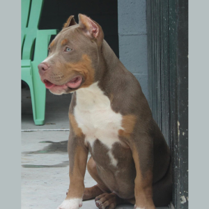 american xl bully dog standing outside patio by furniture